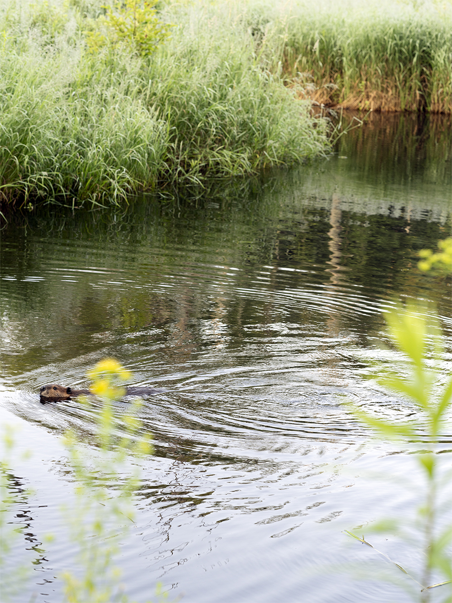 Sharon Harper, Wetlands (Beaver Pond), Work-in-progress