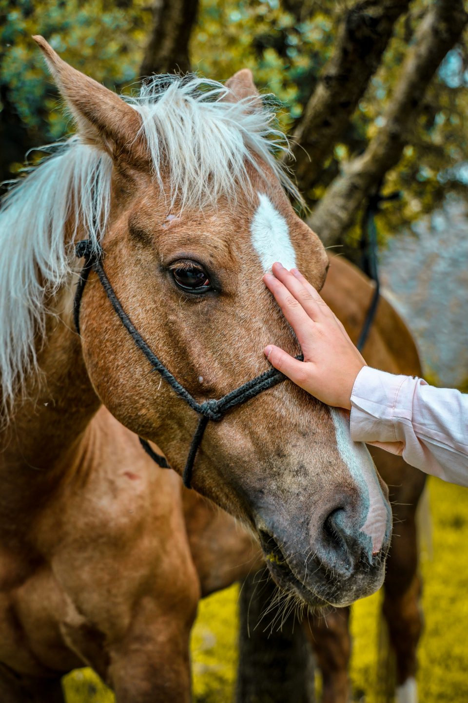 horse therapy